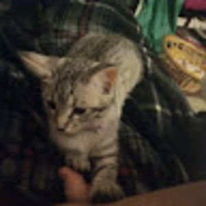 Meet your Posher, Skylar